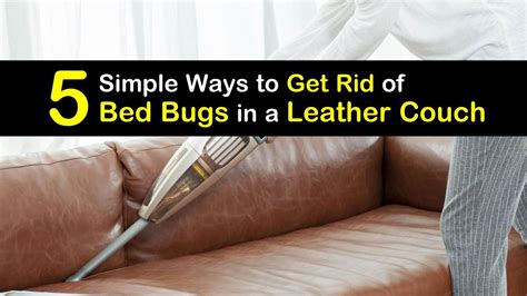 How To Get Rid Of Bedbugs From Couch
