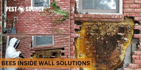How To Get Rid Of Bees In A Brick Wall