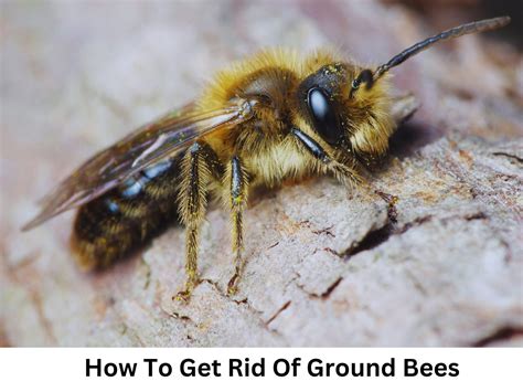 How To Get Rid Of Bees In Cinder Blocks