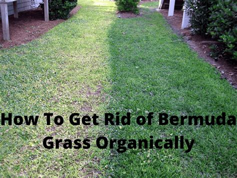 how to get rid of bermuda grass in garden