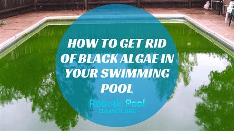 How To Get Rid Of Black Algae In Pool