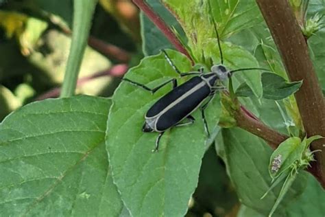 how to get rid of blister beetles in garden