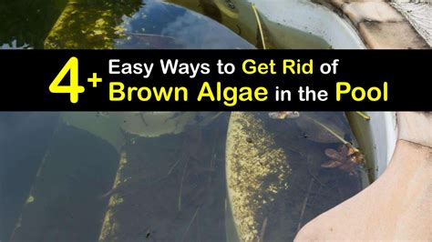 How To Get Rid Of Brown Algae In A Pool