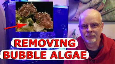 How To Get Rid Of Bubble Algae In A Reef Tank