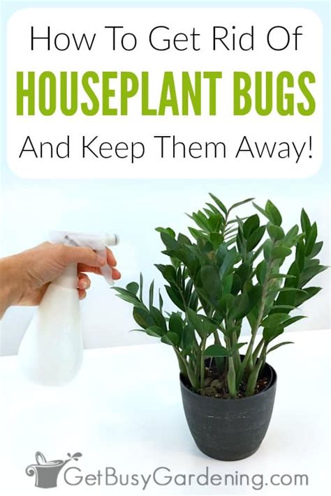 How To Get Rid Of Bugs In A Houseplant