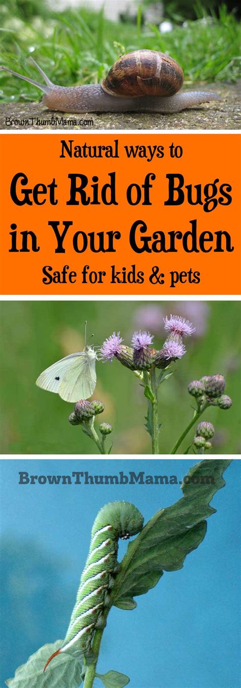 How To Get Rid Of Bugs In Garden