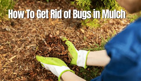 How To Get Rid Of Bugs In The Backyard
