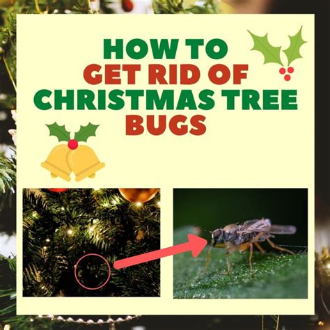 How To Get Rid Of Bugs In Your Christmas Tree
