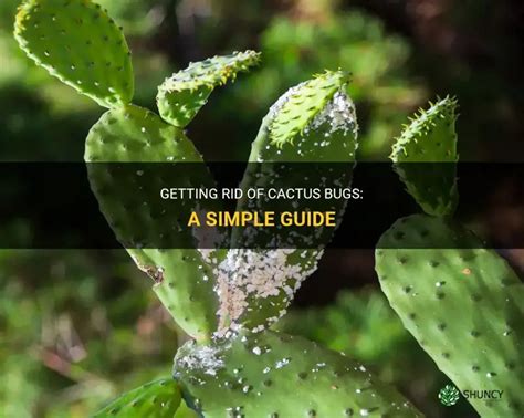 How To Get Rid Of Bugs On Cactus