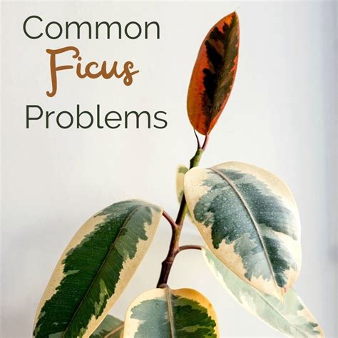 How To Get Rid Of Bugs On Ficus Tree