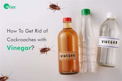 How To Get Rid Of Bugs With Vinegar