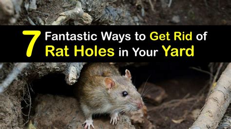 how to get rid of burrowing rats