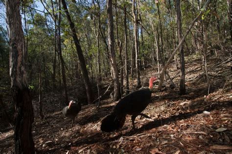 How To Get Rid Of Bush Turkeys: Tips And Tricks