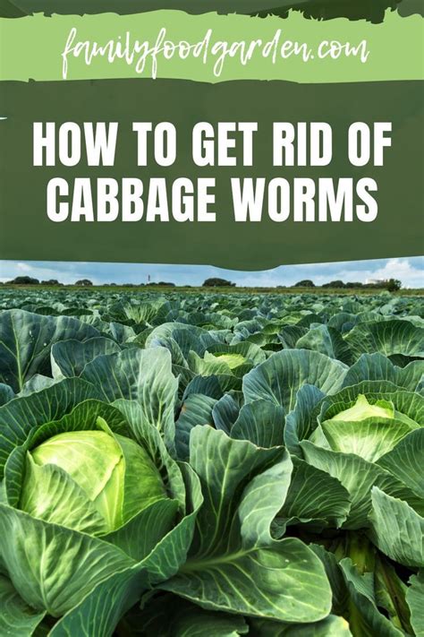 How To Get Rid Of Cabbage Palms
