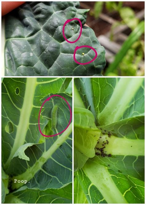 How To Get Rid Of Cabbage Worm Eggs