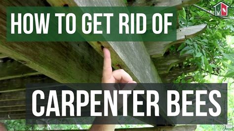 How To Get Rid Of Carpenter Bees In Yard
