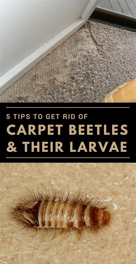 How To Get Rid Of Carpet Beetles In Bedroom
