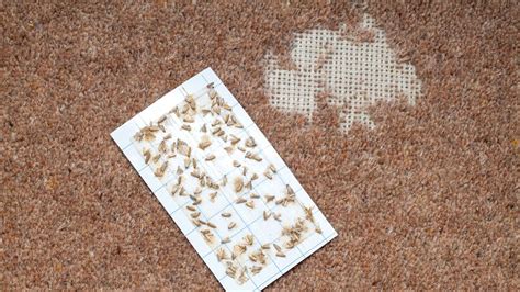 How To Get Rid Of Carpet.moths