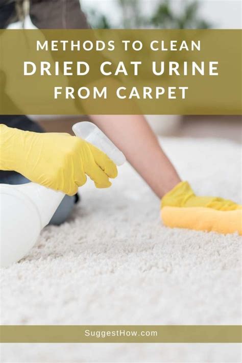How To Get Rid Of Cat Pee In Rug