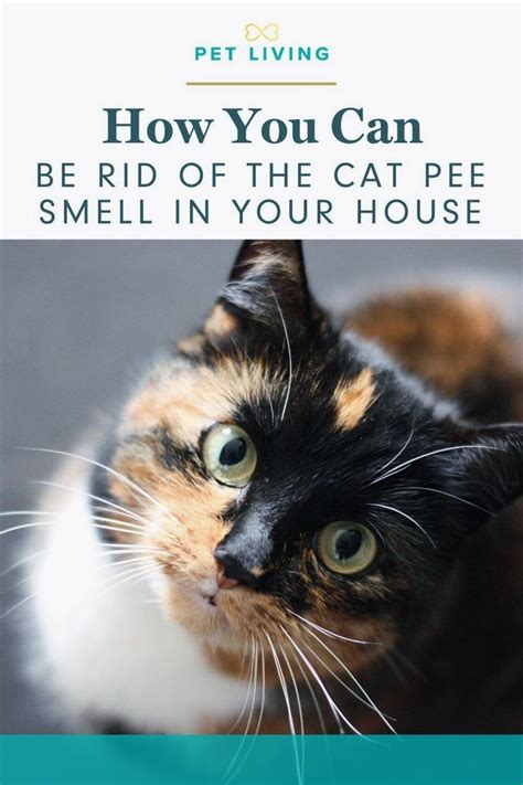 How To Get Rid Of Cat Pee Smell When You Don't Know Where It Is