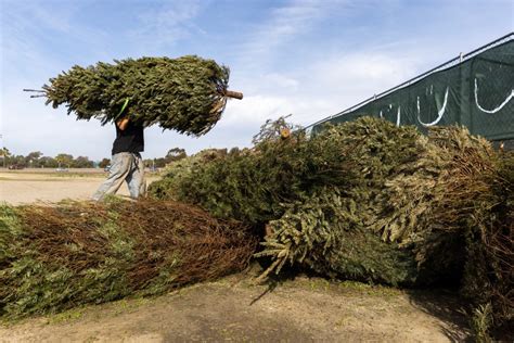 How To Get Rid Of Christmas Tree San Diego