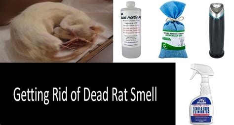 how to get rid of dead rat smell in roof