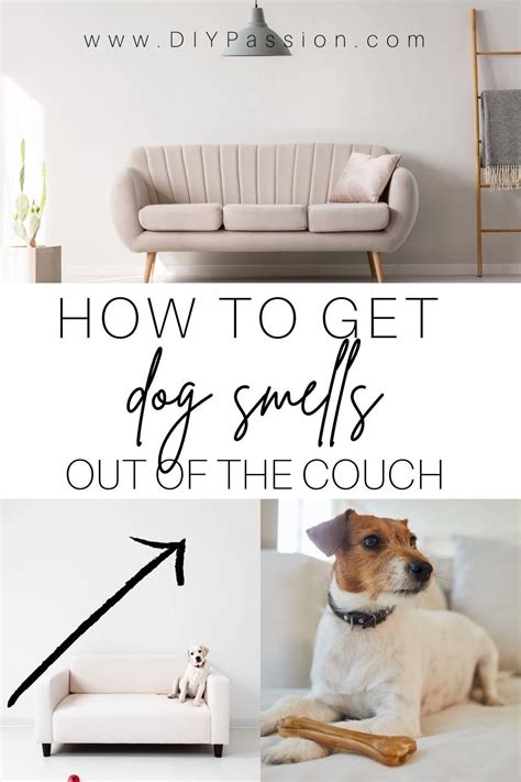 How To Get Rid Of Dog Odor From Couch