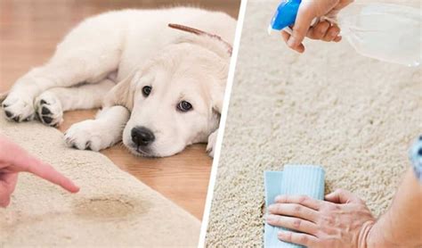 How To Get Rid Of Dog Pee In Carpets