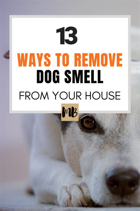 How To Get Rid Of Dog Smell In A Bedroom