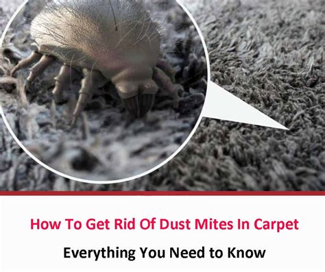 How To Get Rid Of Dust Mites From Carpet