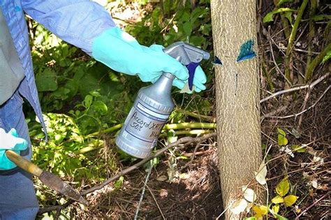 How To Get Rid Of Elm Tree In Garden