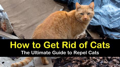 how to get rid of feral cats in yard