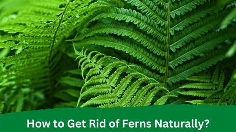 how to get rid of ferns in garden