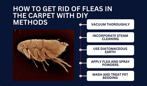 How To Get Rid Of Flea In The Carpet