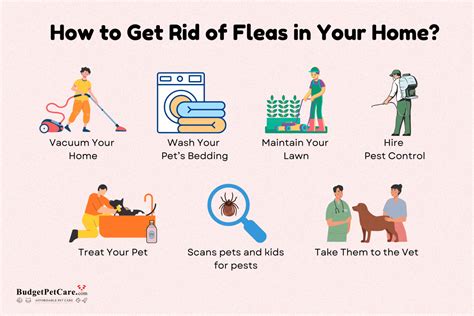 How To Get Rid Of Fleas And Eggs In House