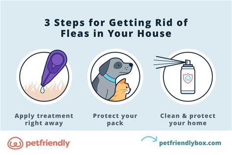 How To Get Rid Of Fleas From Cats In House
