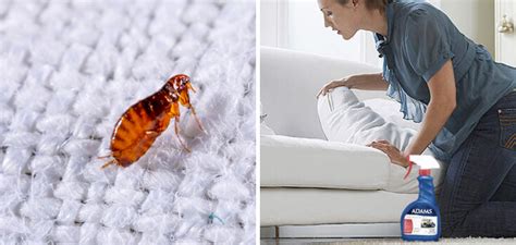 How To Get Rid Of Fleas From Couch