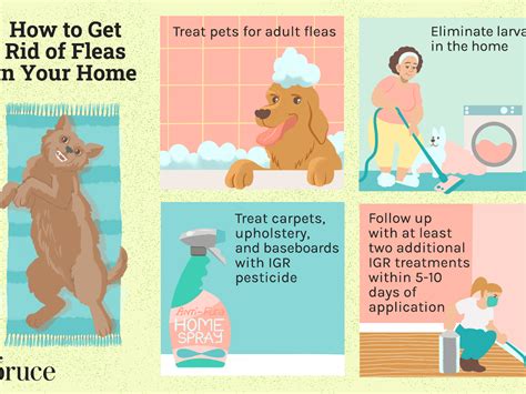 How To Get Rid Of Fleas From Rug
