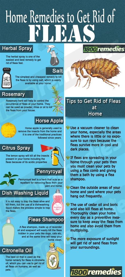 How To Get Rid Of Fleas In Bed Reddit