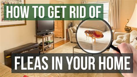 How To Get Rid Of Fleas In Blanket