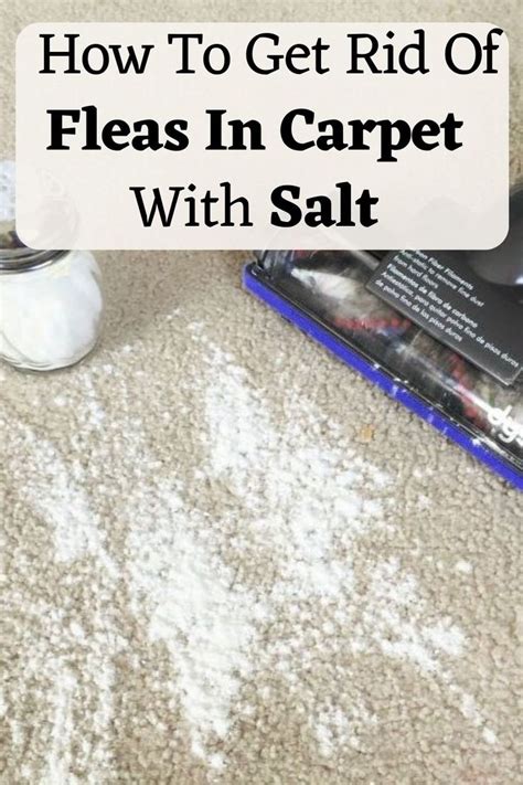 How To Get Rid Of Fleas In Carpet Safely