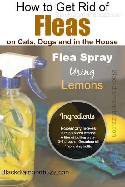 How To Get Rid Of Fleas In House And On Cat