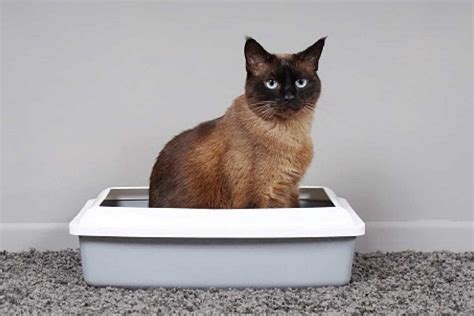 How To Get Rid Of Fleas In Litter Box
