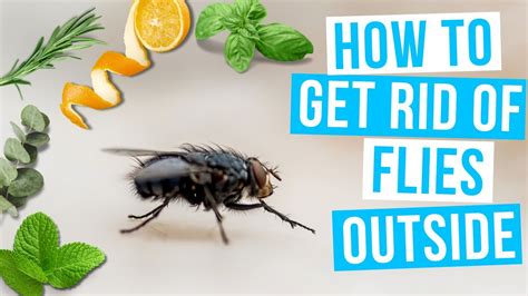 How To Get Rid Of Flies In Balcony