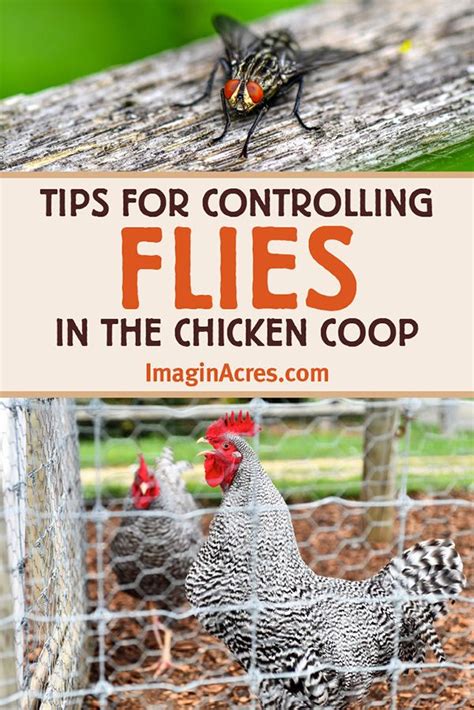 How To Get Rid Of Flies In The Coop