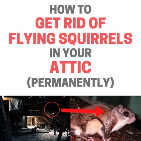 how to get rid of flying squirrels in the attic
