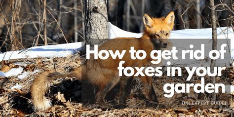 How To Get Rid Of Foxes Getting rid of an infestation caused by foxes