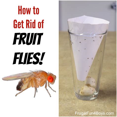 Get Rid Of Fruit Flies With These 6 Homemade Fruit Fly Traps
