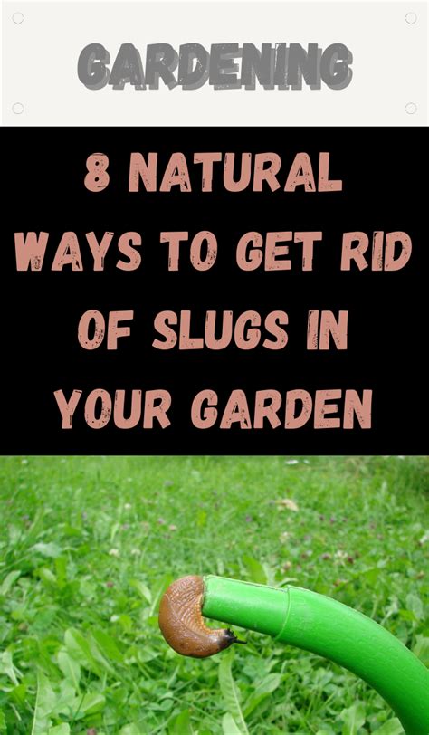 how to get rid of garden symphylans