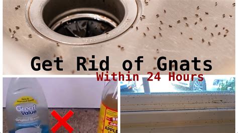 How To Get Rid Of Gnats In The House In The Winter
